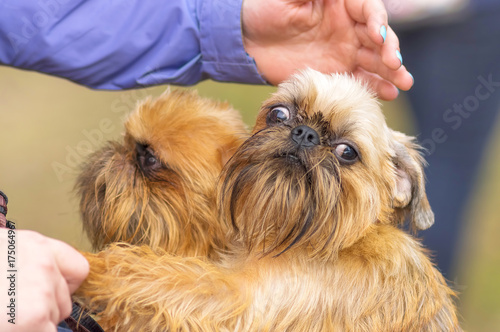 Small dog close-up