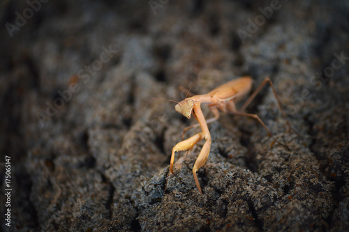 Orange Mantis On A Tree