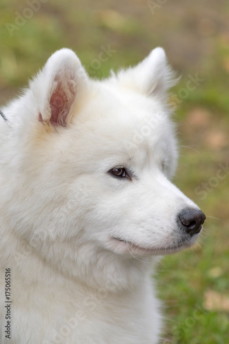 Samoyed dog close-up