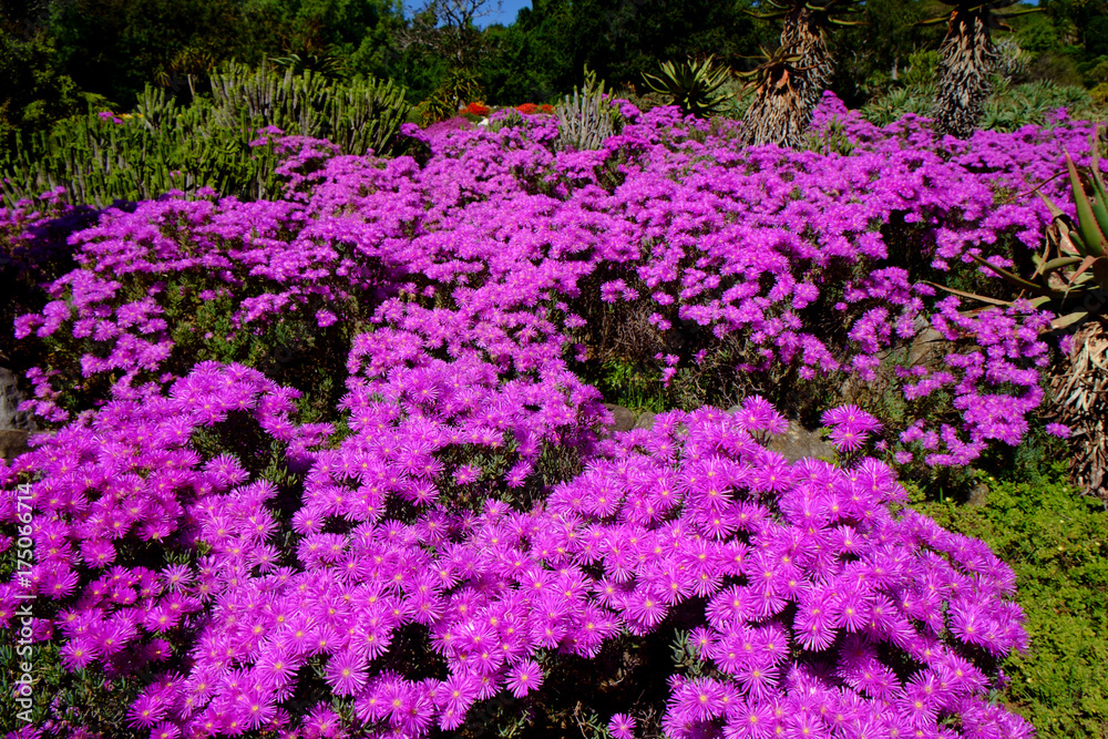 Indigenous South African Flower in bloom.