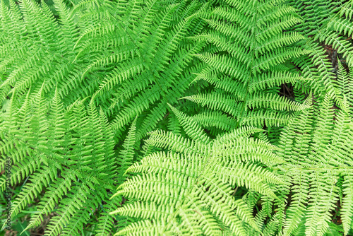 Green lush fern