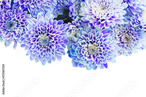 fresh blue chrysanthemum flowers border isolated on white background