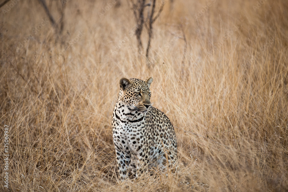 Naklejka premium Leopard in the Savanna