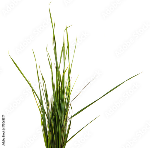 bunch of green grass. Isolated on white background
