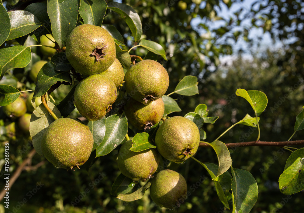 Pear tree, fresh and organic unripe pears on branches Pear tree, fresh and organic unripe pears on branches
