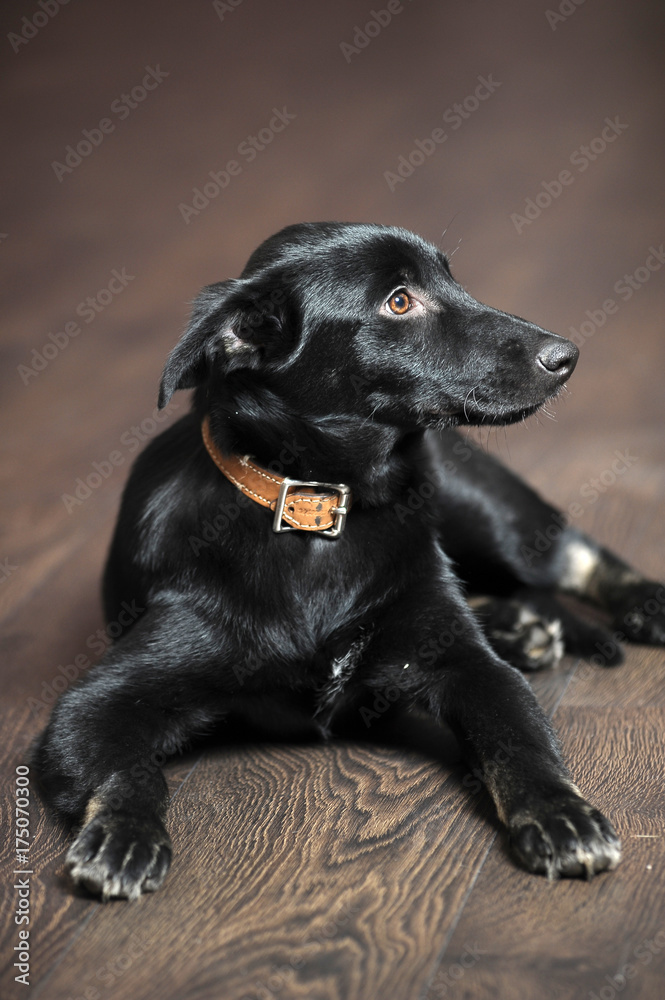 beautiful black puppy on brown floor background beautiful black puppy on brown floor background