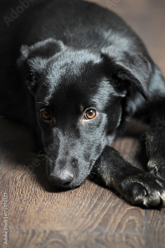 beautiful black puppy on brown floor background photo