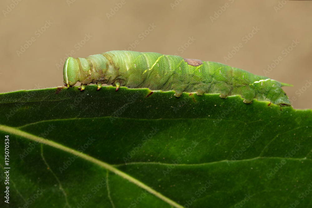 Image of green caterpillar on green leaves. Insect. Animal