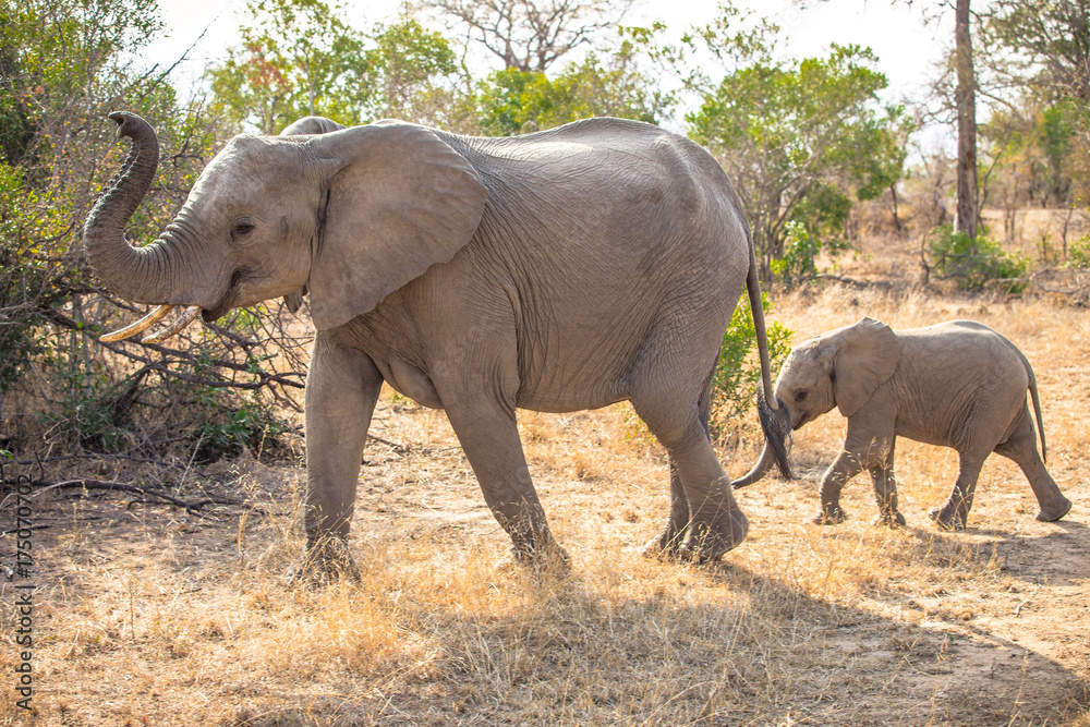 Obraz premium Elephant Family