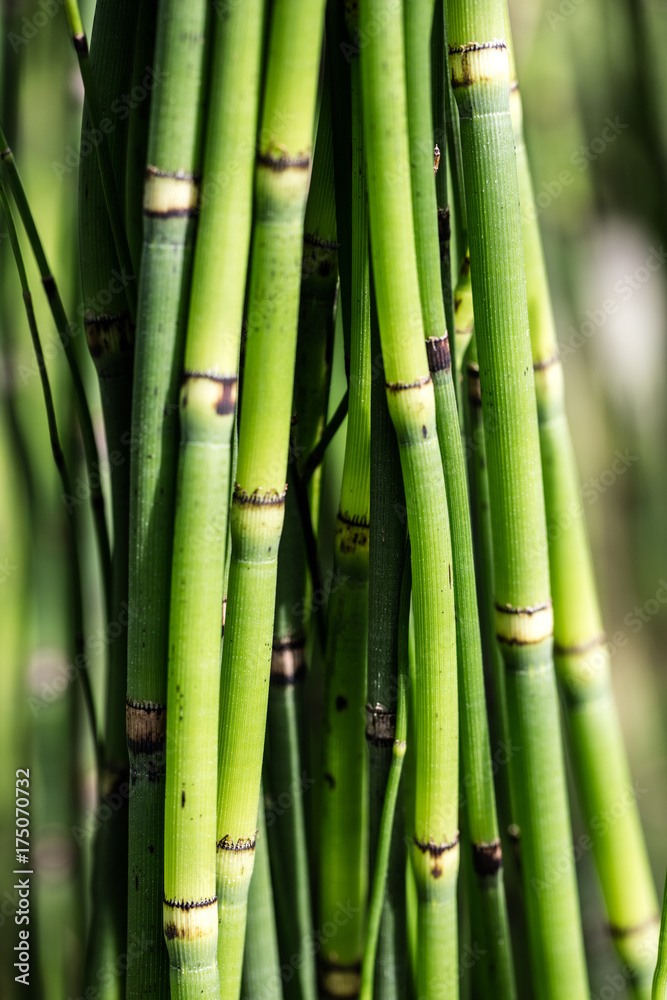 closeup of textured horsetail stems or Equisetum for sustainable nature closeup of textured horsetail stems or Equisetum for sustainable nature