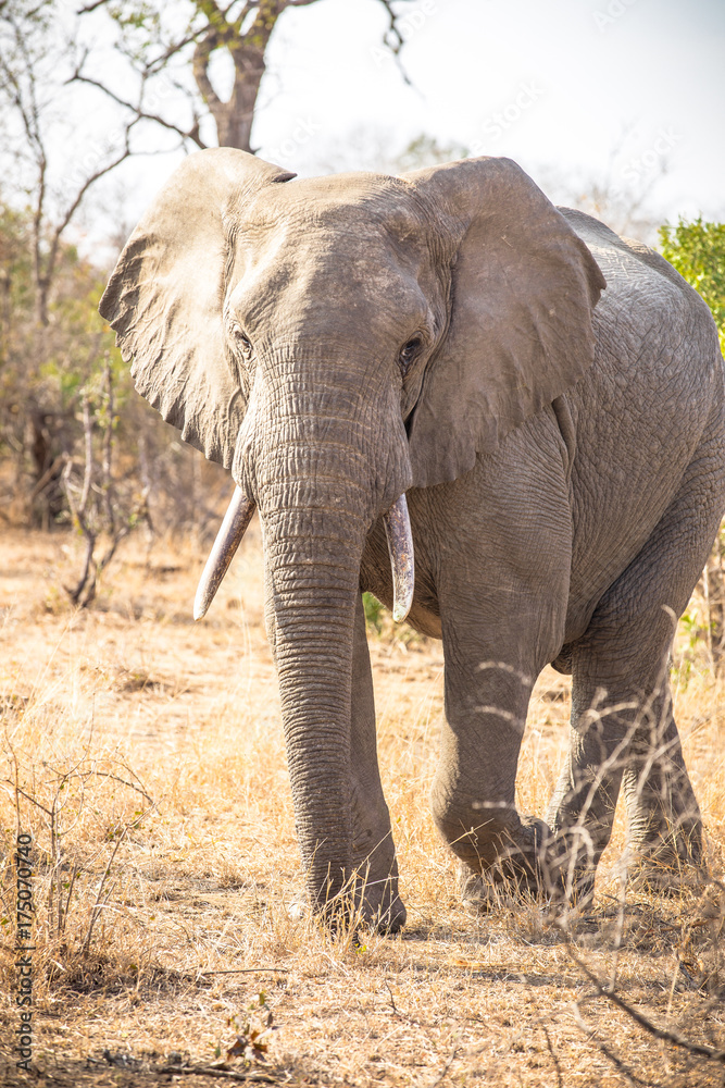 Obraz premium Elephant