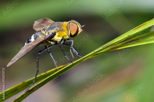 Image of bee fly on a green leaf. Insect. Animal.