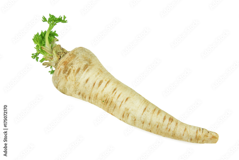 raw parsley root isolated