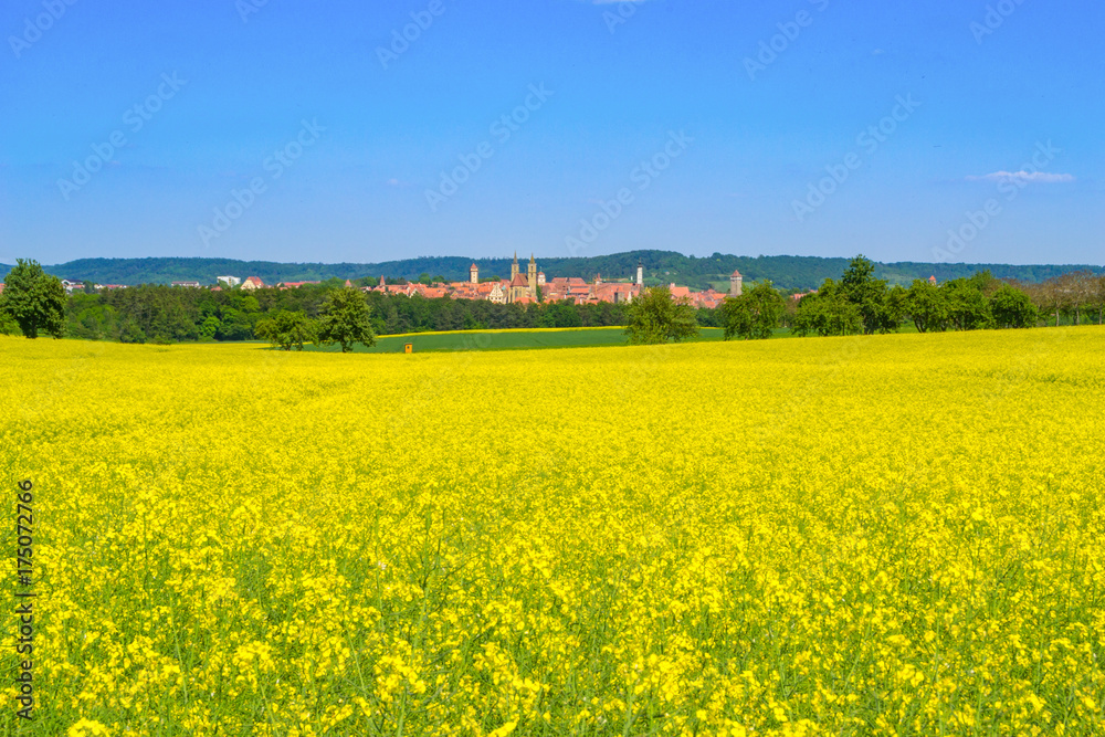 Yellow Rapeseed Field and cityscape of Rothenburg ob der Tauber
