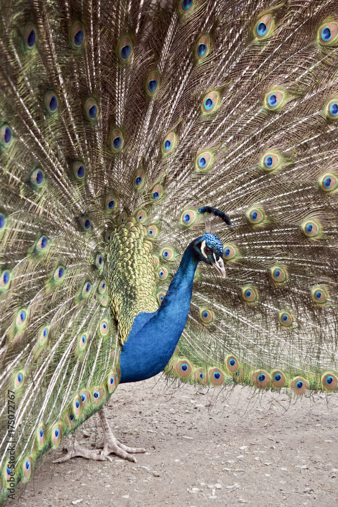 Obraz premium peacock