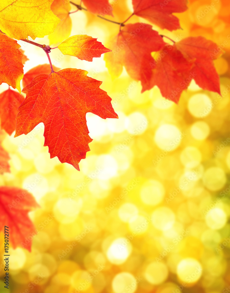 Fototapeta premium oddział z liści jesienią