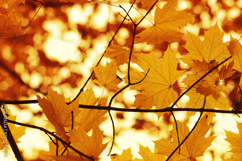 Autumn leaves background. Autumn leaves background.