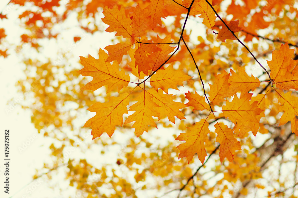  Autumn leaves  background.