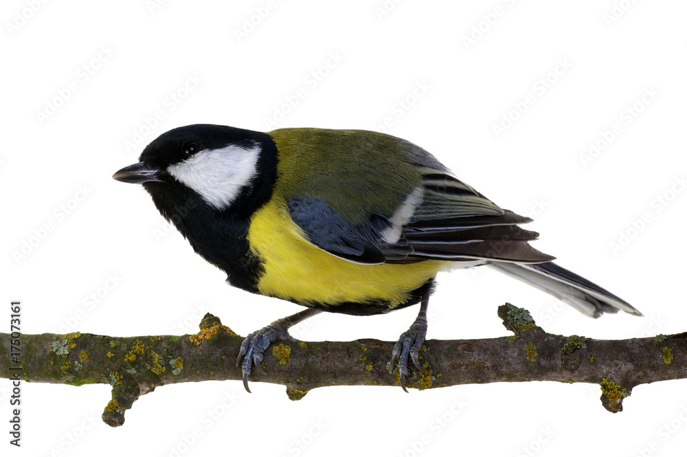 Obraz premium great tit on a branch