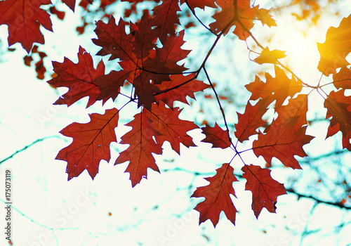 Autumn leaves and sun © Alekss
