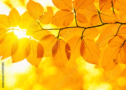 Autumn leaves and sun