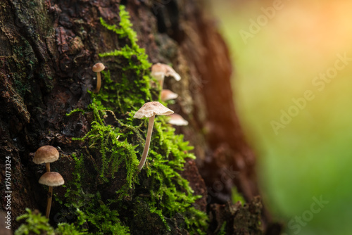 Mushroom and moss in nature