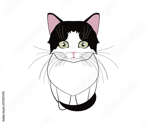 a little gentle favorite kitten Girl