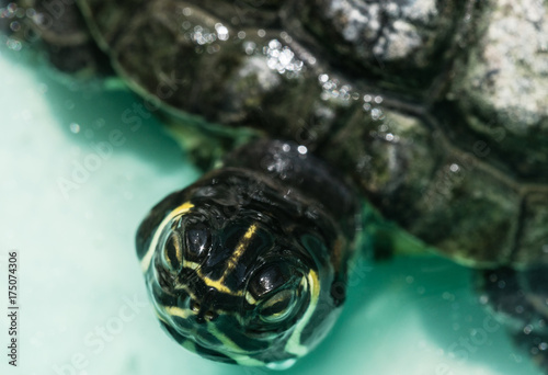 Macro portrait of tutrtle photo