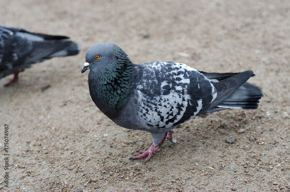 Obraz premium pigeon in the city