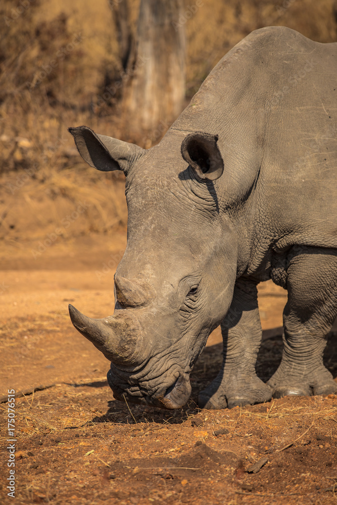 Obraz premium White Rhino 