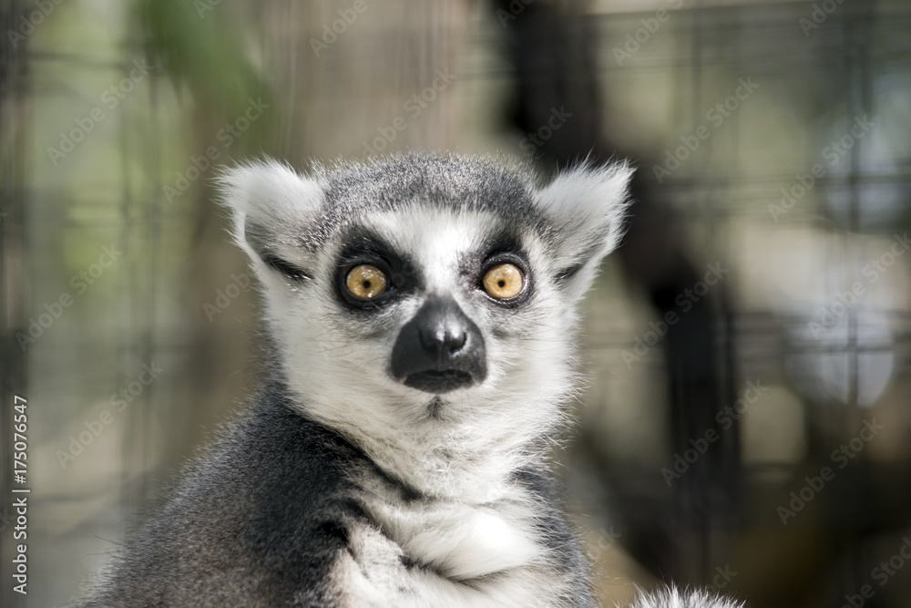 Fototapeta premium lemur