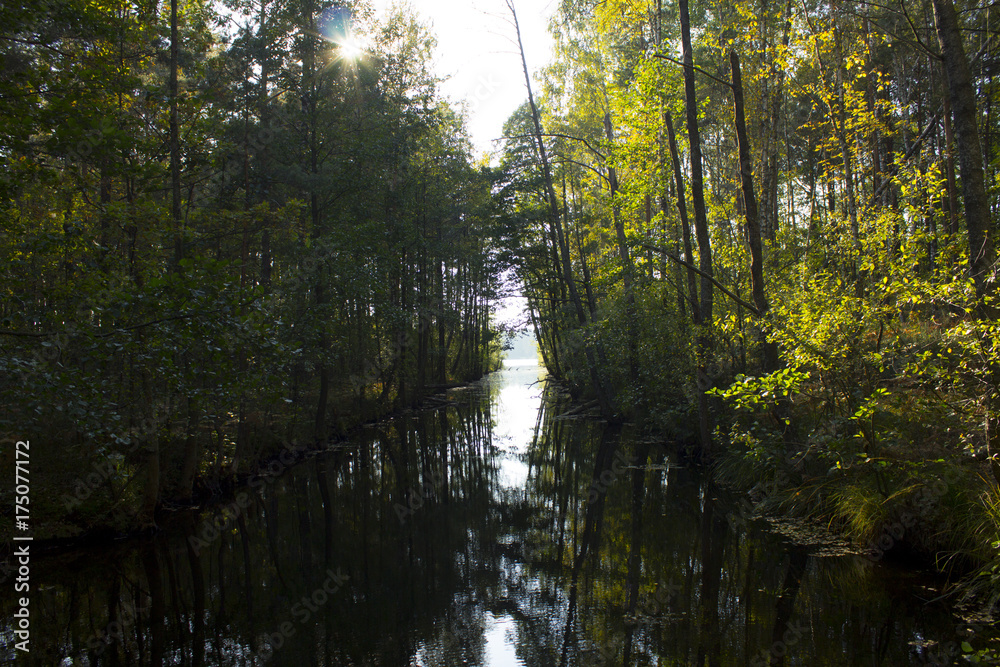 forest forest