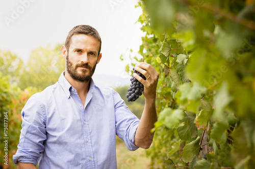 Man in the vineyards picking vine grapes photo