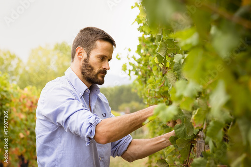 Man in the vineyards picking vine grapes