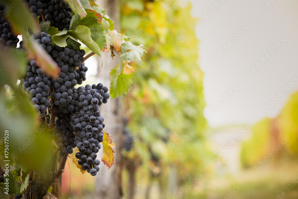 Fototapeta premium Grappolo di uva maturo nel vigneto pronto per la vendemmia