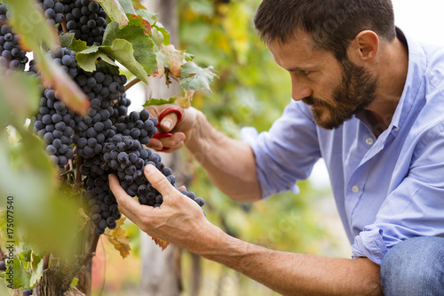 Man in the vineyards picking vine grapes photo