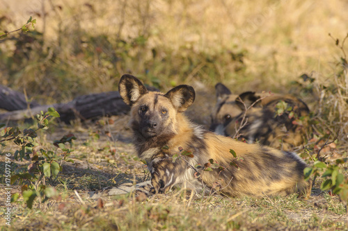 African wild dogs  Botswana