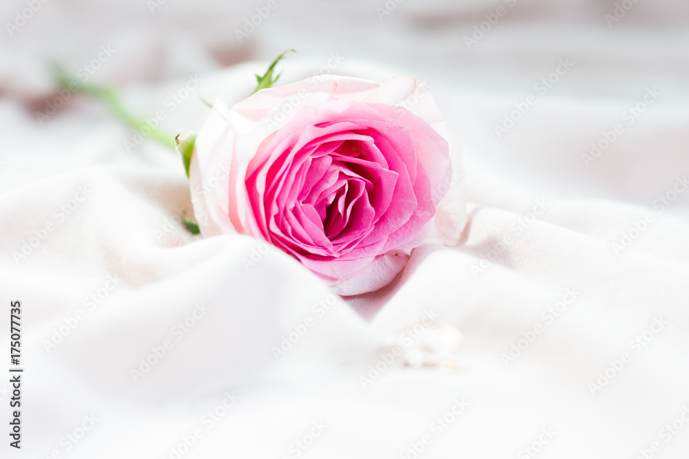 Pink rose Pink rose