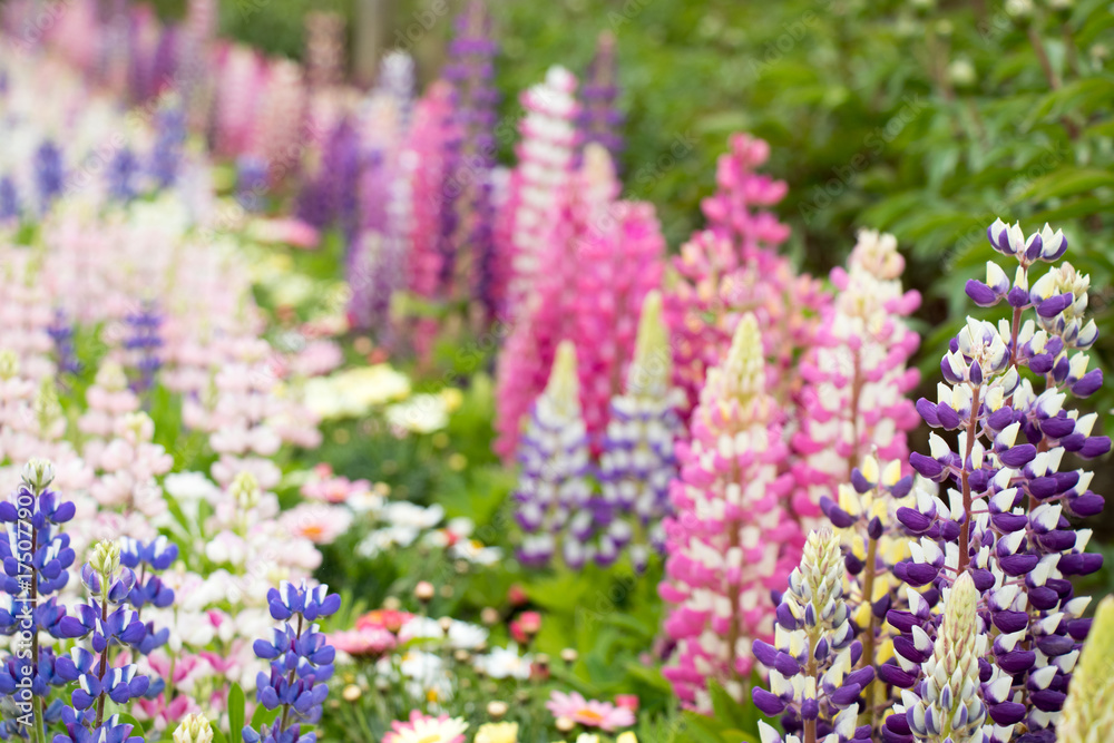 Obraz premium Closed up of beautiful multi color of lupine flower background