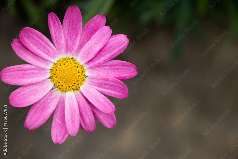 Fototapeta premium Top view of beautiful pink flower background