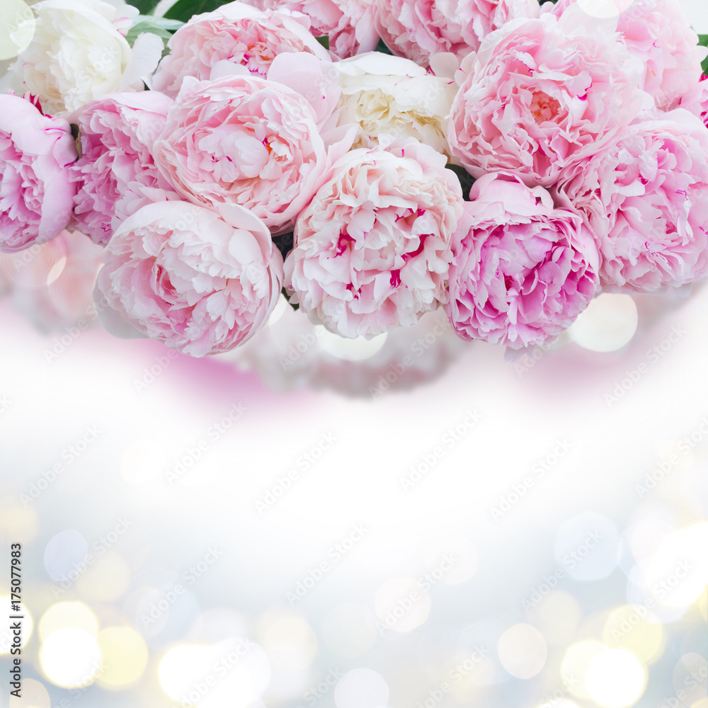 Fresh peony flowers colored in shades of pink close up border, copy space on glitterng bokeh background Fresh peony flowers colored in shades of pink close up border, copy space on glitterng bokeh background