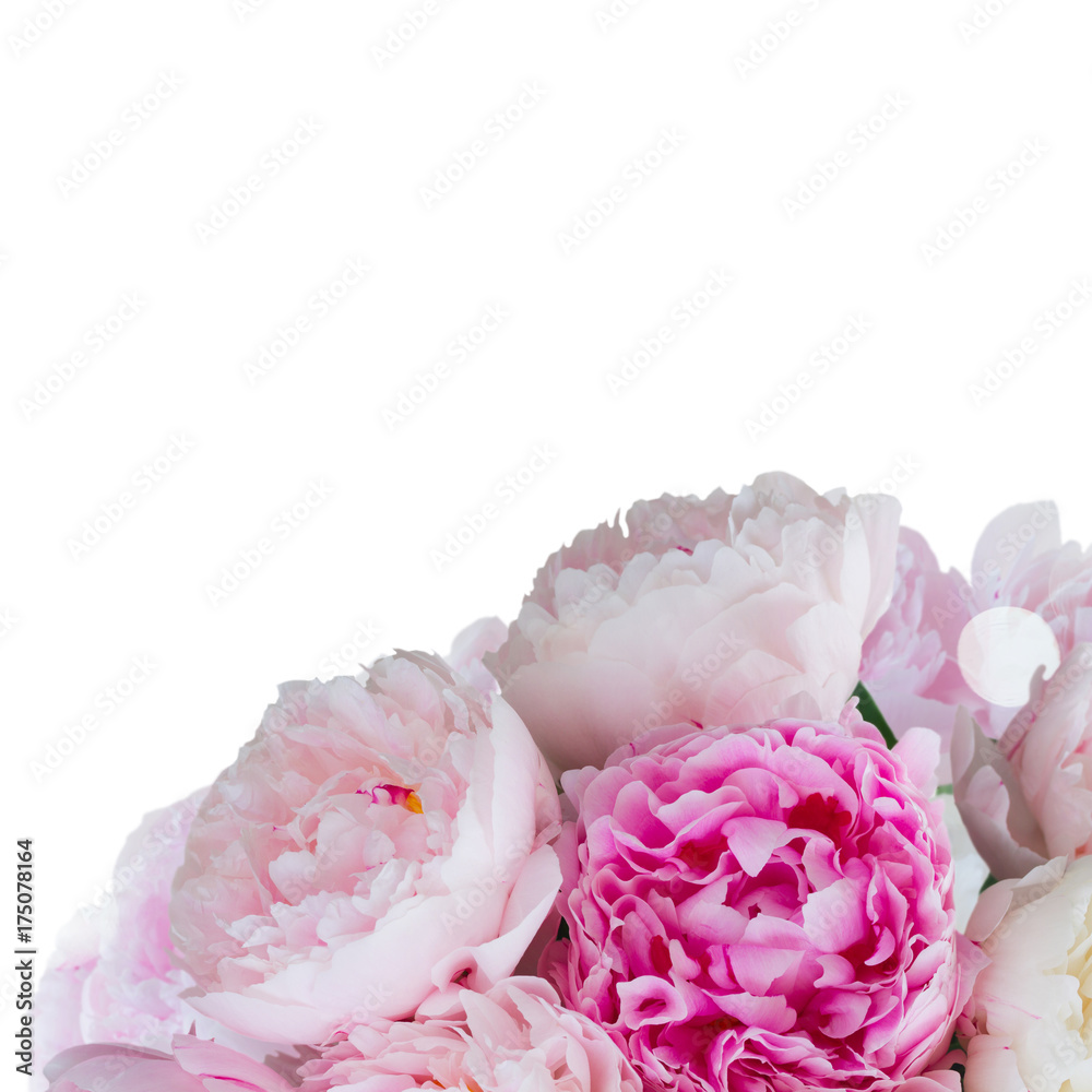 Fototapeta Fresh peony flowers buds colored in shades of pink close up over white background