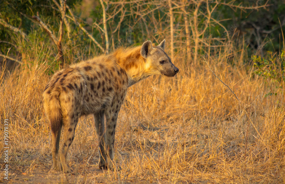 Hyena in the Savanna