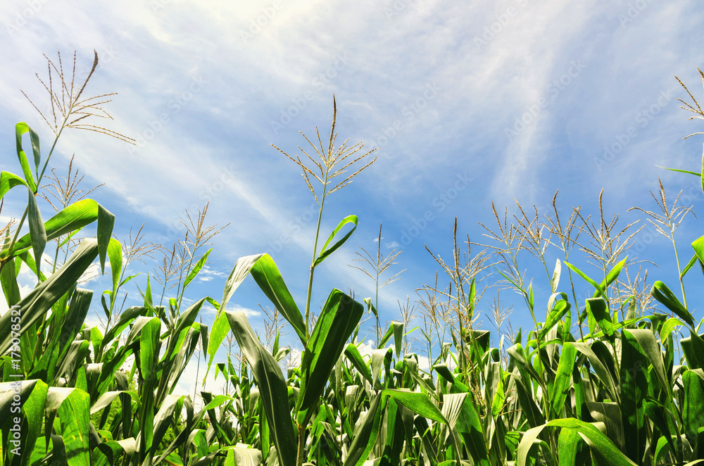 corn field with blue sky background corn field with blue sky background