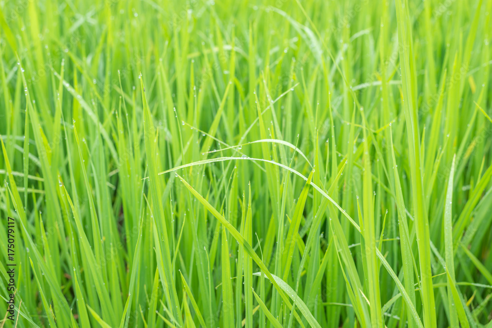 Green Terraced Rice Field in Mae La Noi in Maehongson, northern of Thailand Green Terraced Rice Field in Mae La Noi in Maehongson, northern of Thailand