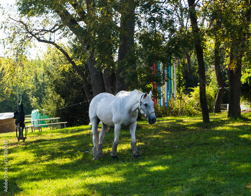 Beautiful white horse grazing in field