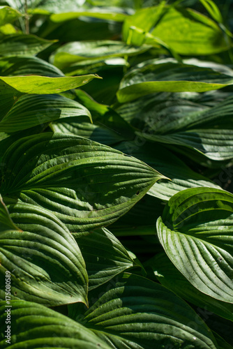 Beautiful green leaves in sunlight background. Background leaves texture