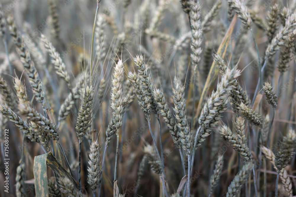 Fototapeta premium cereal field summer