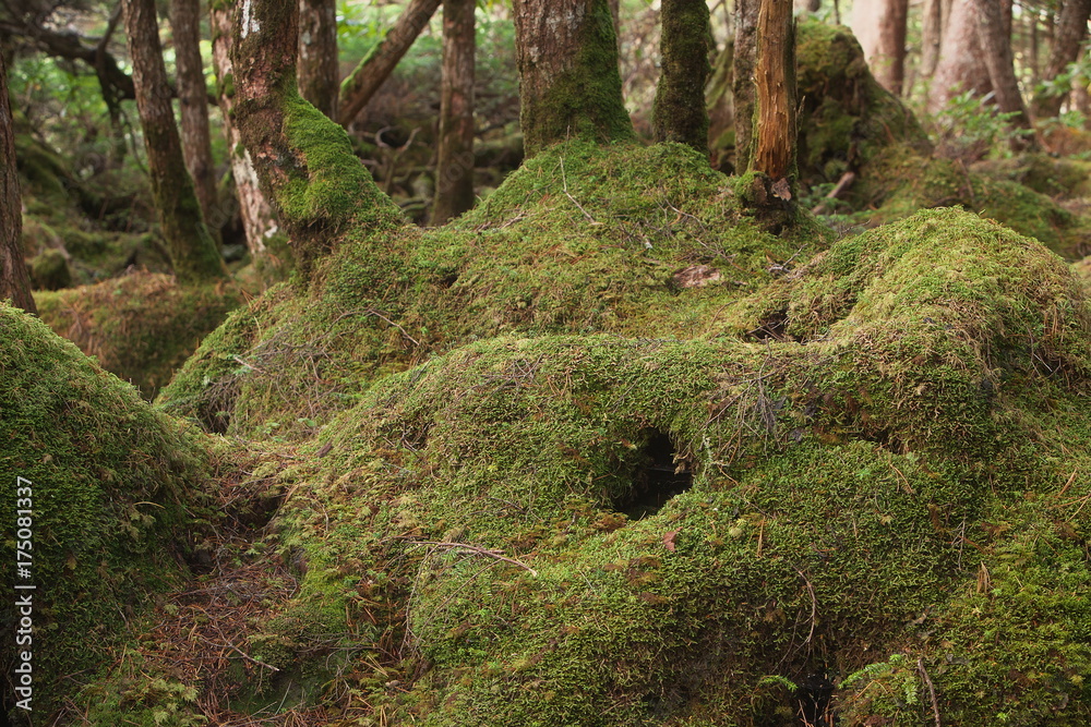 原生林の中の苔塚 原生林の中の苔塚