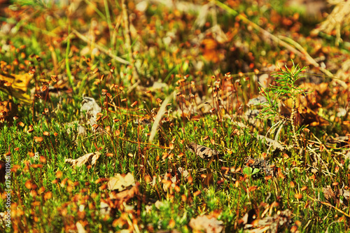 Forest in fall close-up capture